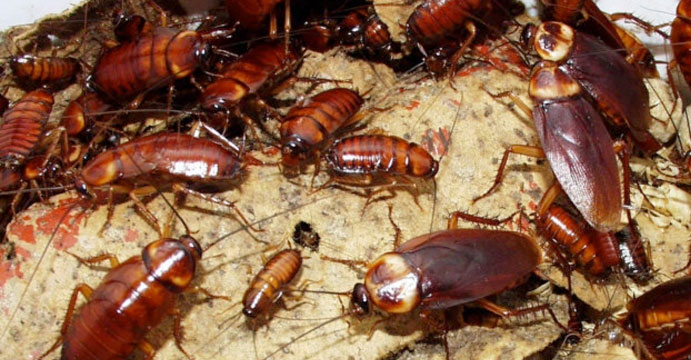 Professional Cockroach Removal: Is It Beneficial?