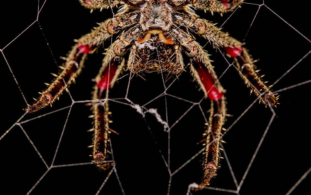 When We Take Care Of The Spiders For You, Sit Back And Relax