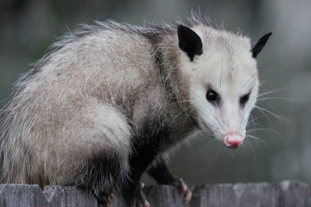 Do Possums Carry Diseases Or Parasites
