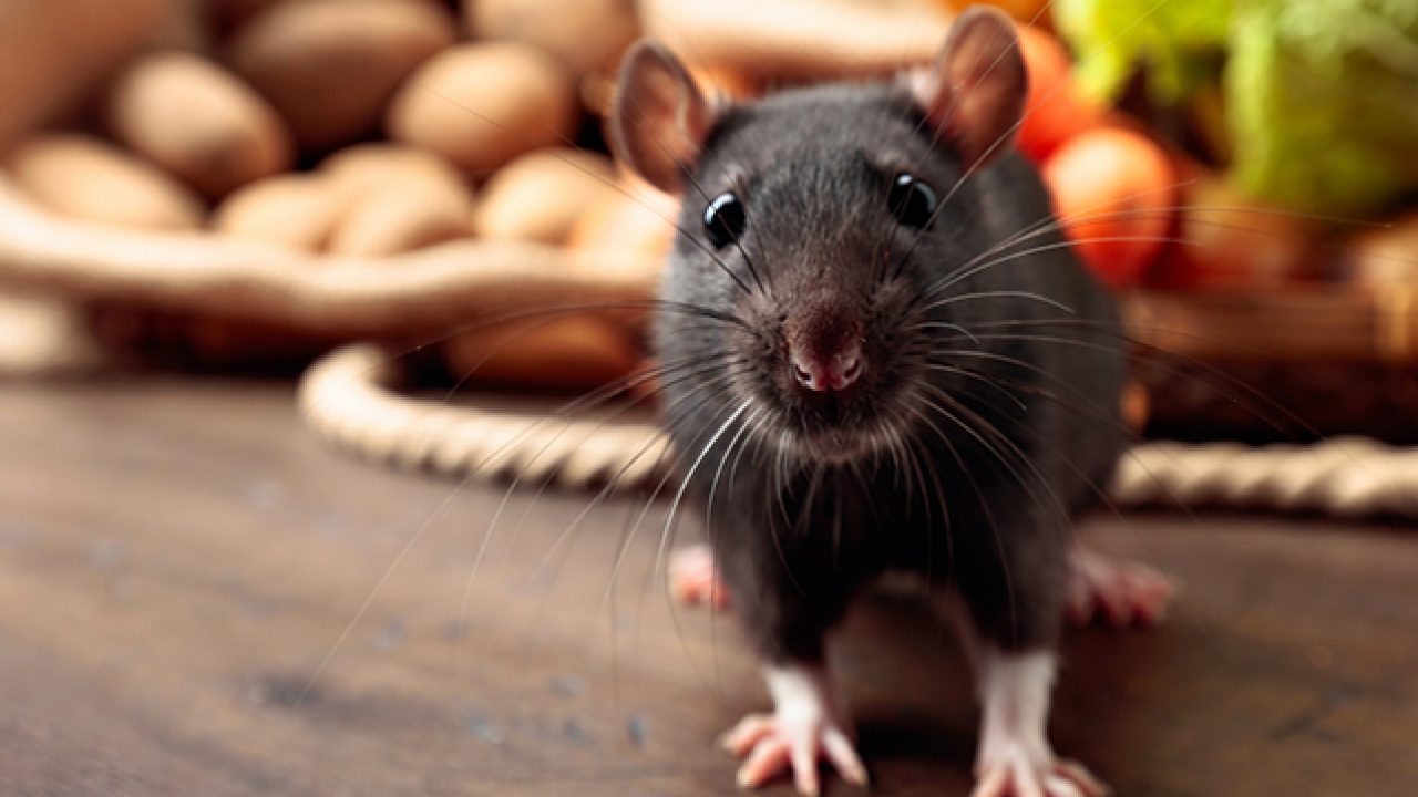 How To Keep Your Home Free From Rats